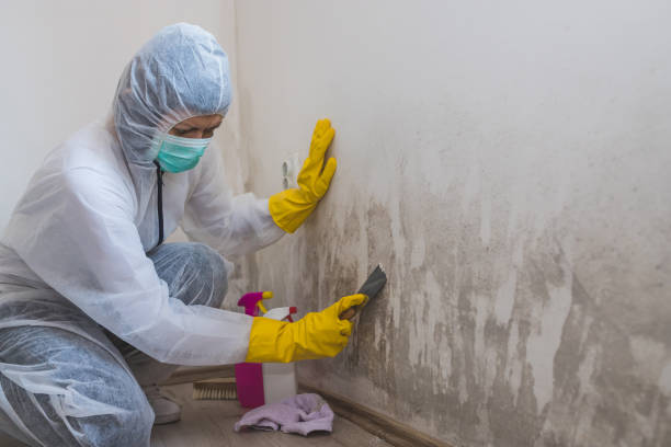 Best Commercial Mold Inspection  in Bennett, CO